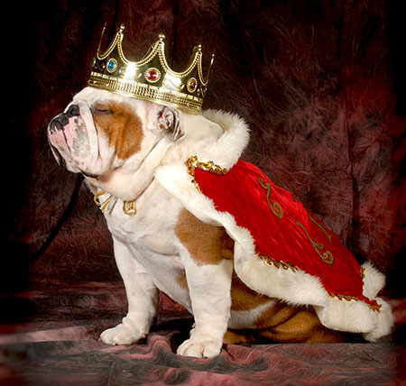Pet_Perio